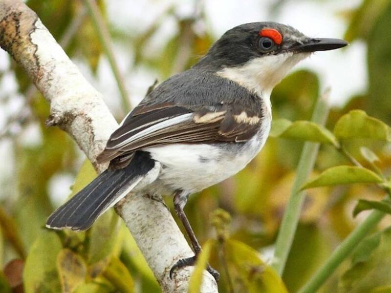 White-fronted Wattle-eye, 照片 3