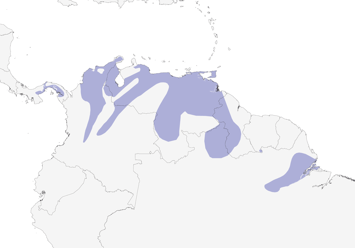 Formichiere ventrebianco, Distribuzione 1