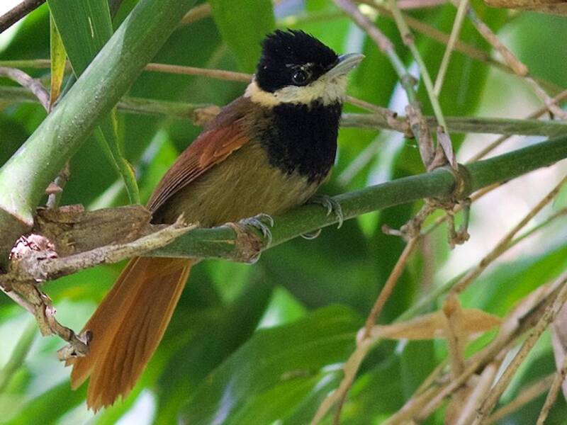 White-bearded Antshrike, 照片 3