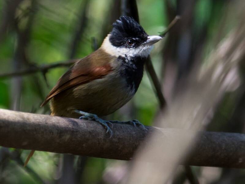 White-bearded Antshrike, 照片 4