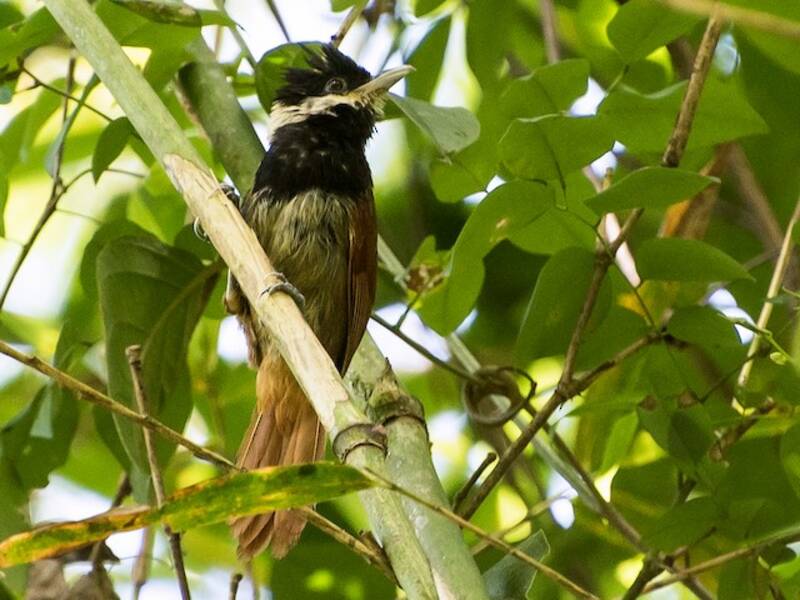 White-bearded Antshrike, 照片 2