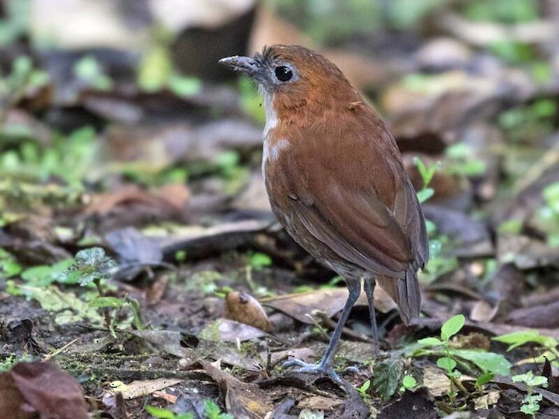 White-bellied Antpitta, Photos 3
