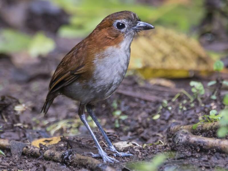 White-bellied Antpitta, Photos 2