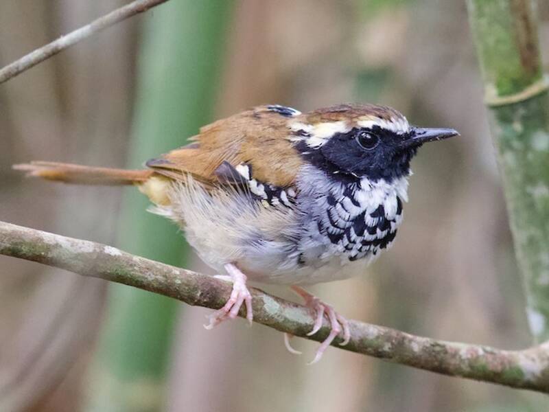 White-bibbed Antbird, 照片 4