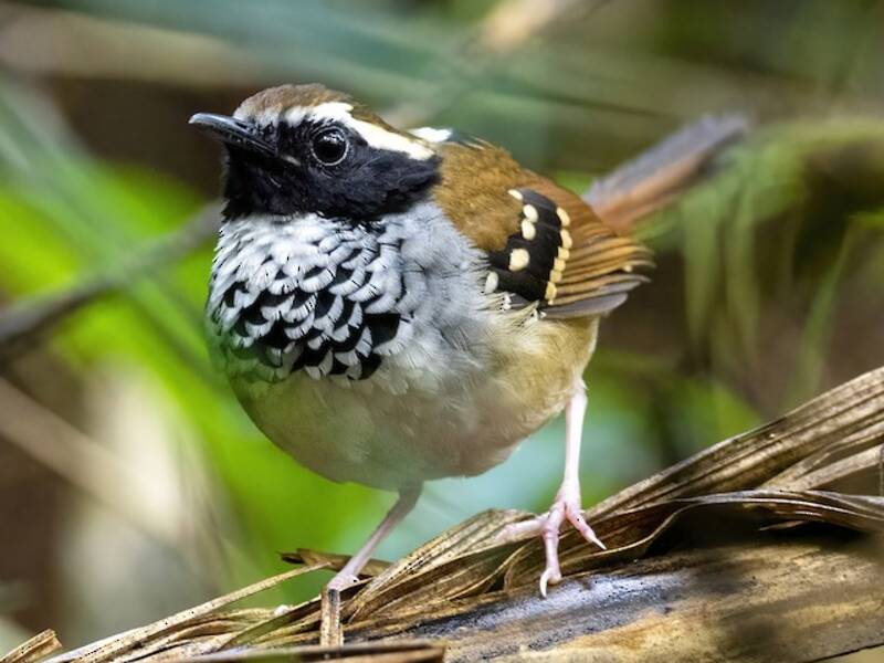 White-bibbed Antbird, 照片 3