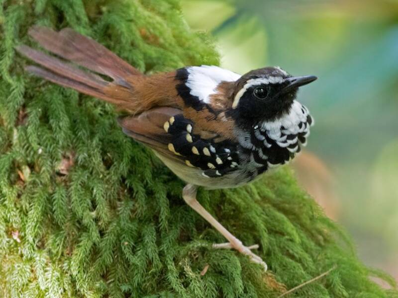 White-bibbed Antbird