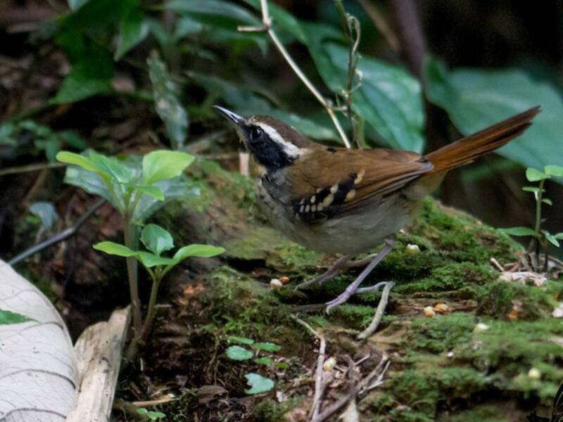 White-bibbed Antbird, 照片 2
