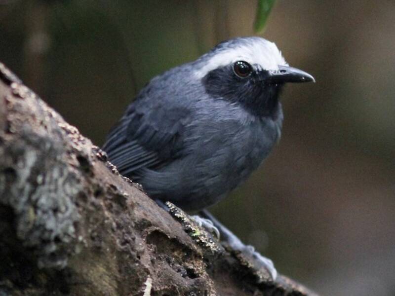 White-browed Antbird, Photos 2