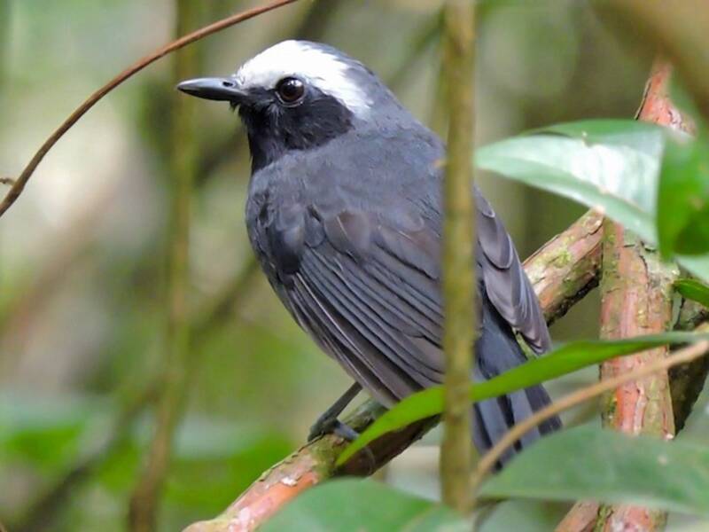 White-browed Antbird, Photos 4