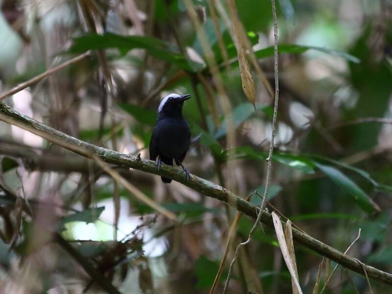 White-browed Antbird