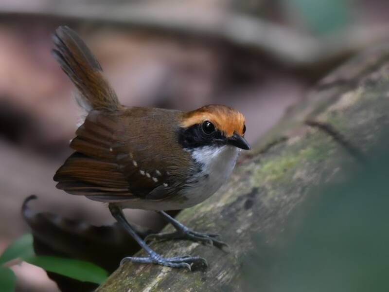 White-browed Antbird, Photos 3