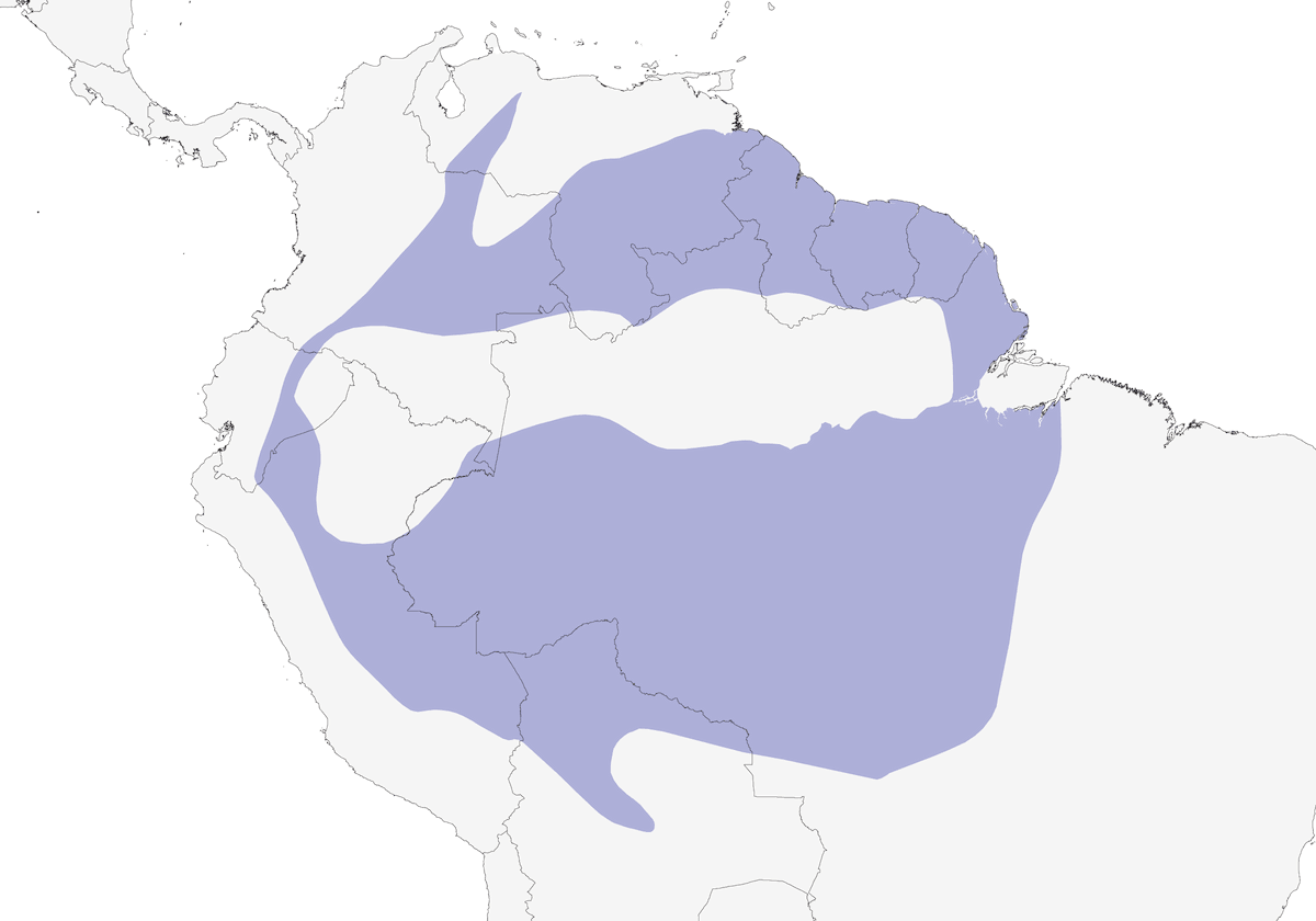 White-browed Antbird, Distribution 1
