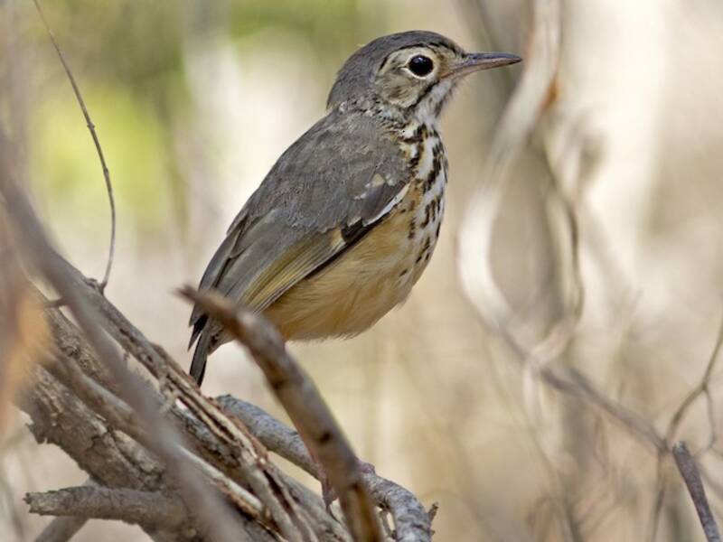 Pitta formichiera dalle sopracciglia bianche, Foto 4