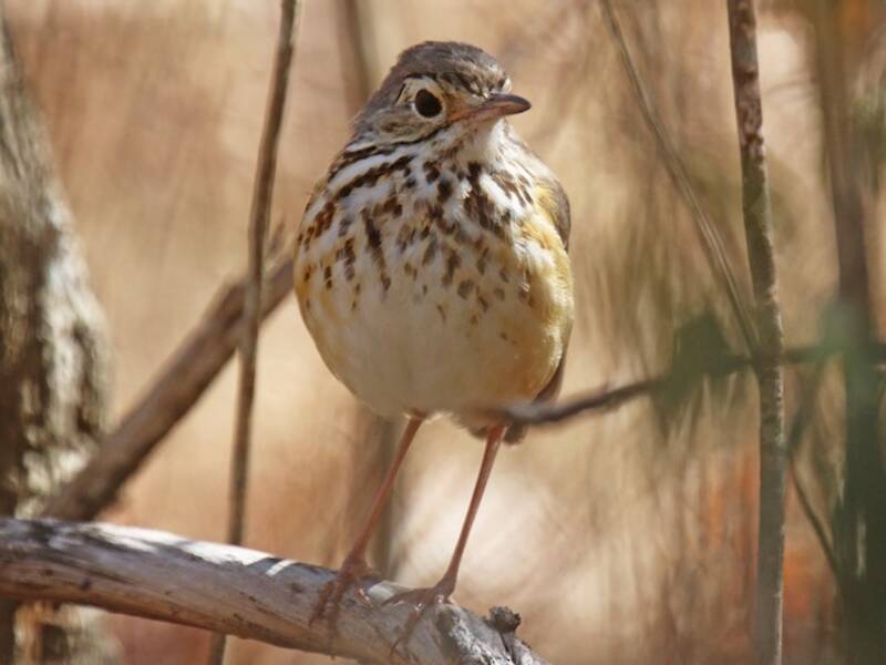 Pitta formichiera dalle sopracciglia bianche, Foto 3