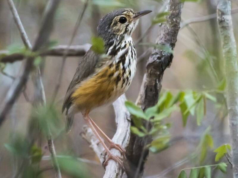 Pitta formichiera dalle sopracciglia bianche, Foto 2