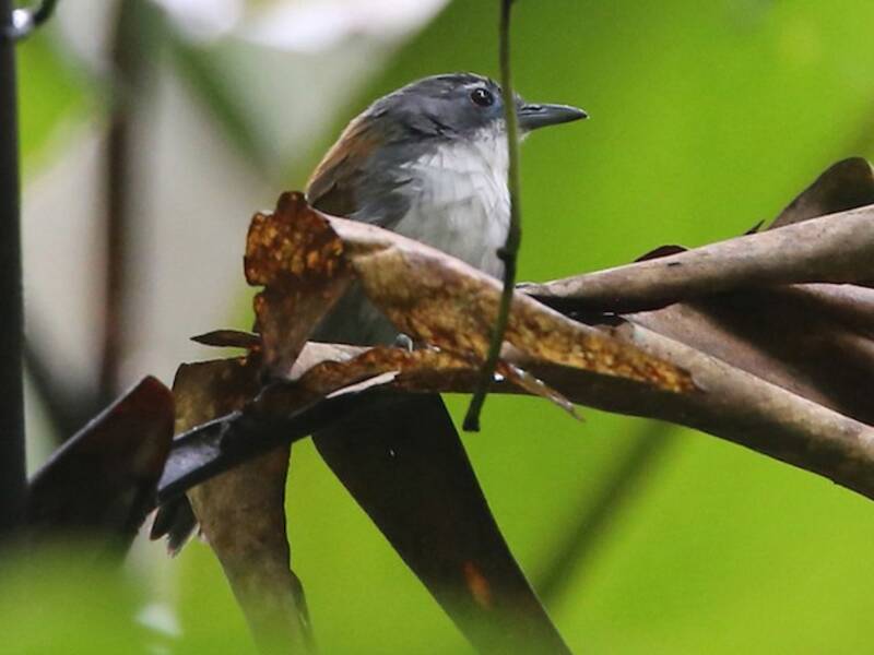 White-breasted Babbler, Photos 4