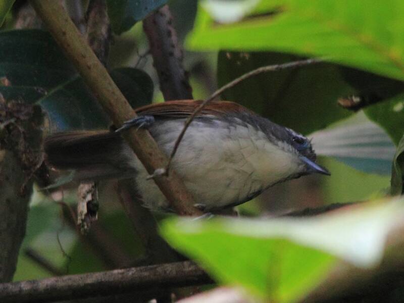 White-breasted Babbler, Photos 3