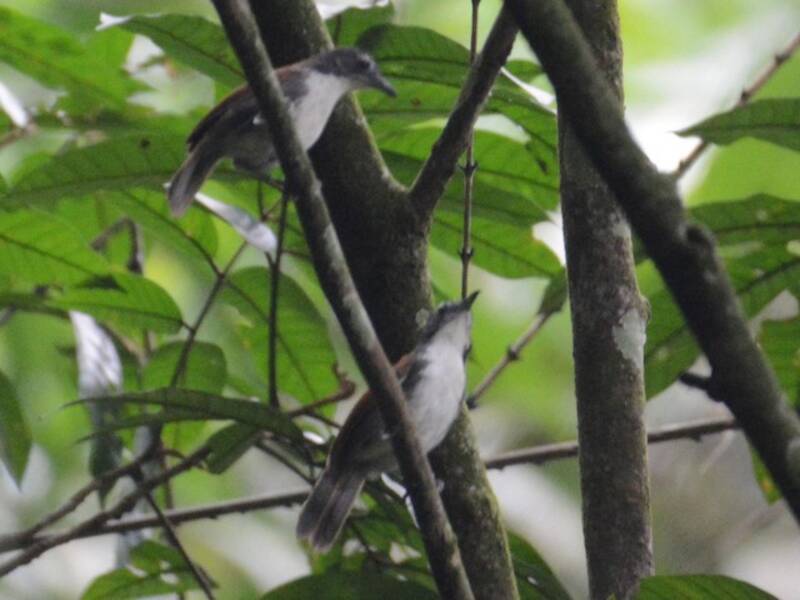 White-breasted Babbler, Photos 2