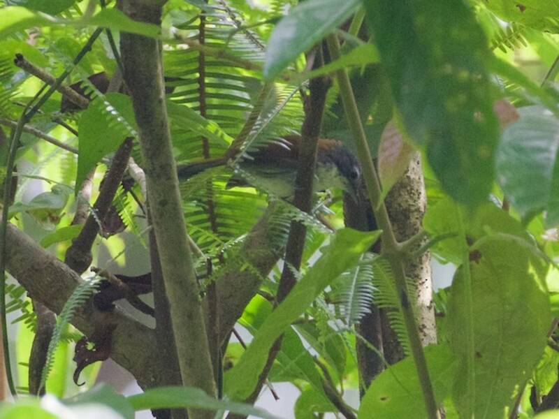 White-breasted Babbler
