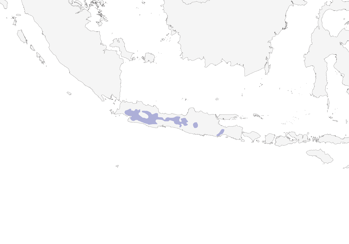 White-breasted Babbler, Distribution 1