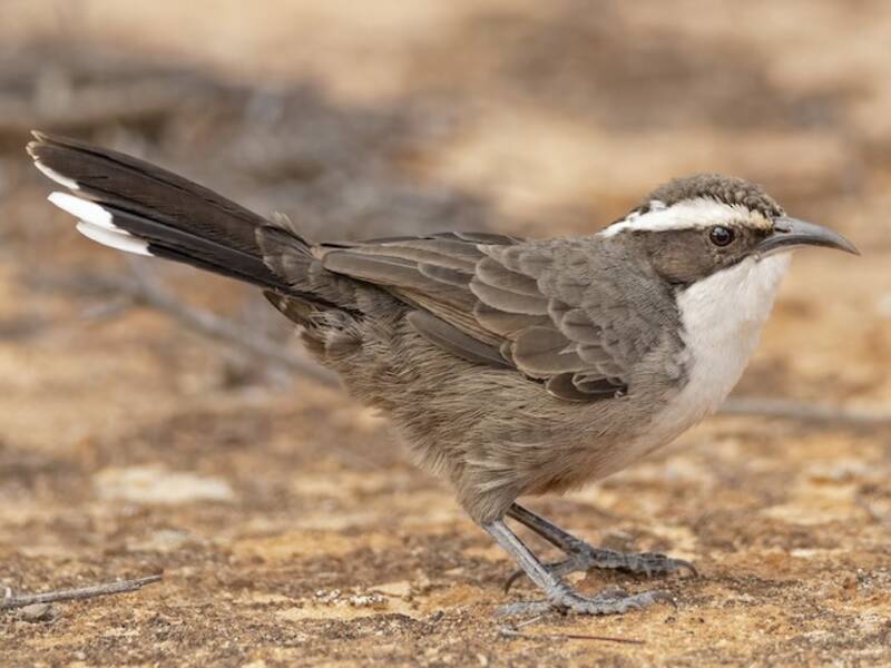 White-browed Babbler, Photos 3