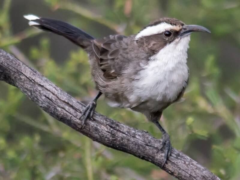 White-browed Babbler, Photos 2