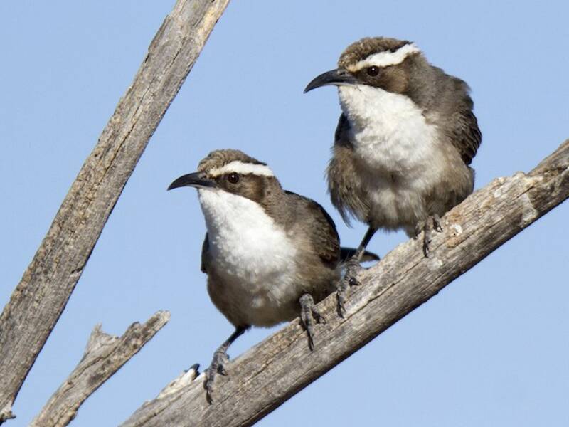 White-browed Babbler (Pomatostomus superciliosus)