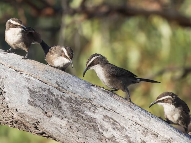 White-browed Babbler, Photos 4
