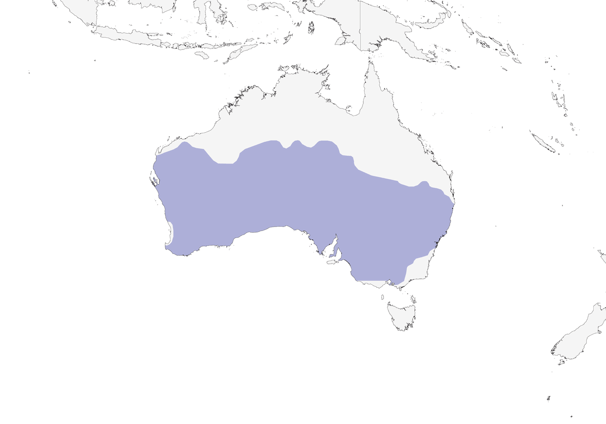 White-browed Babbler, Distribution 1