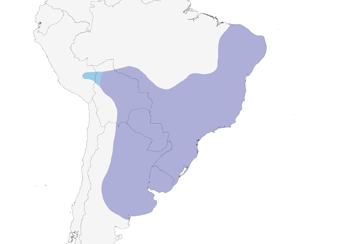 Pradero Cejiblanco, Distribución 1