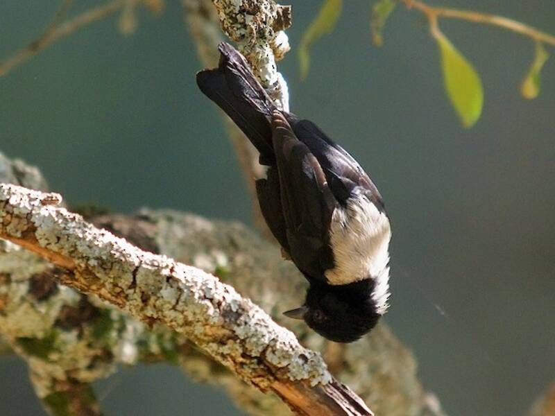 White-backed Black-Tit