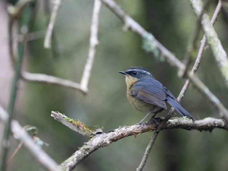 Taiwan Bush-Robin