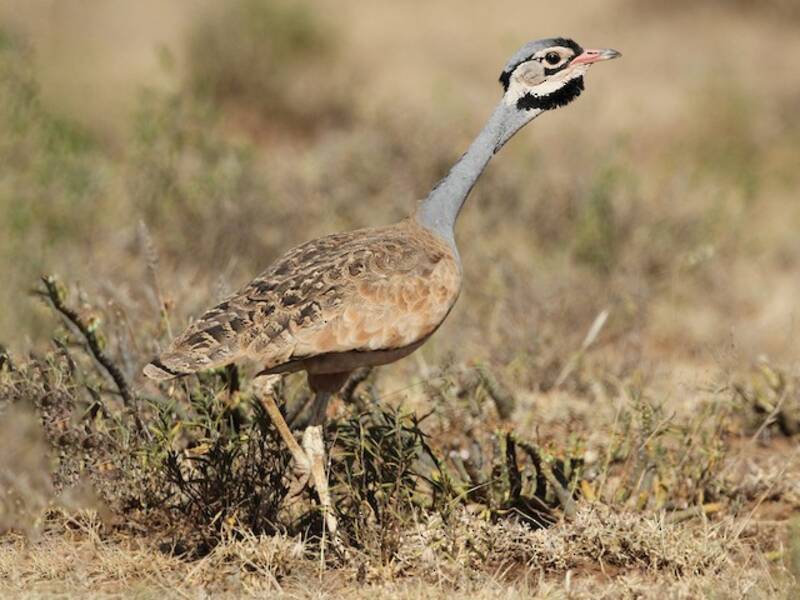 White-bellied Bustard, 照片 4