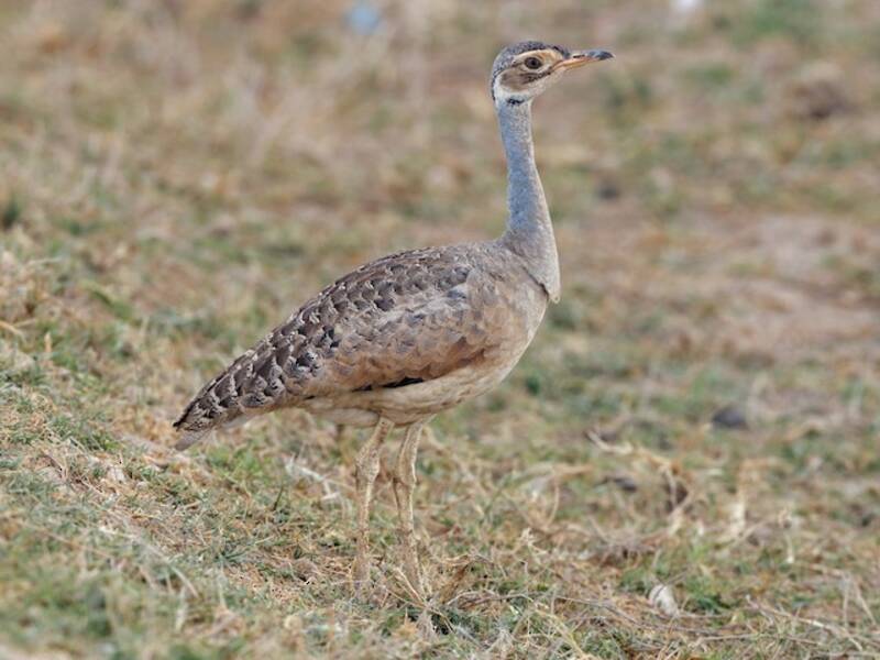 White-bellied Bustard, 照片 3