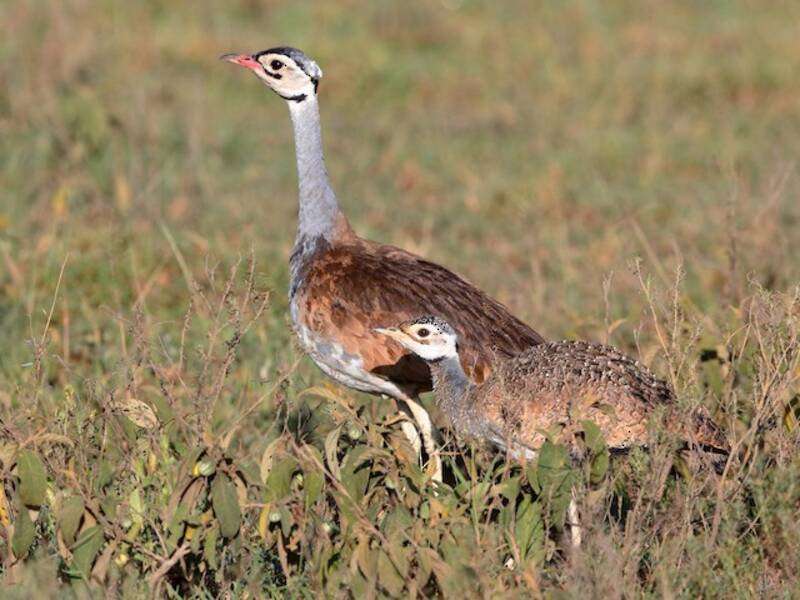 White-bellied Bustard, 照片 2
