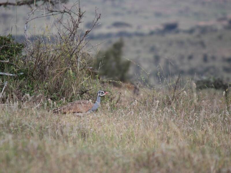 White-bellied Bustard