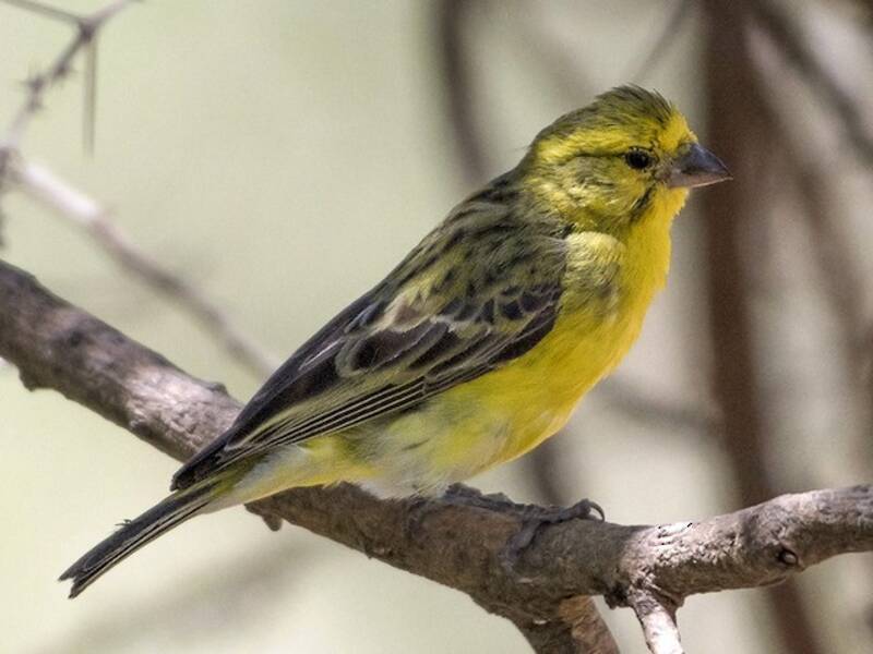 Canarino dal ventre bianco