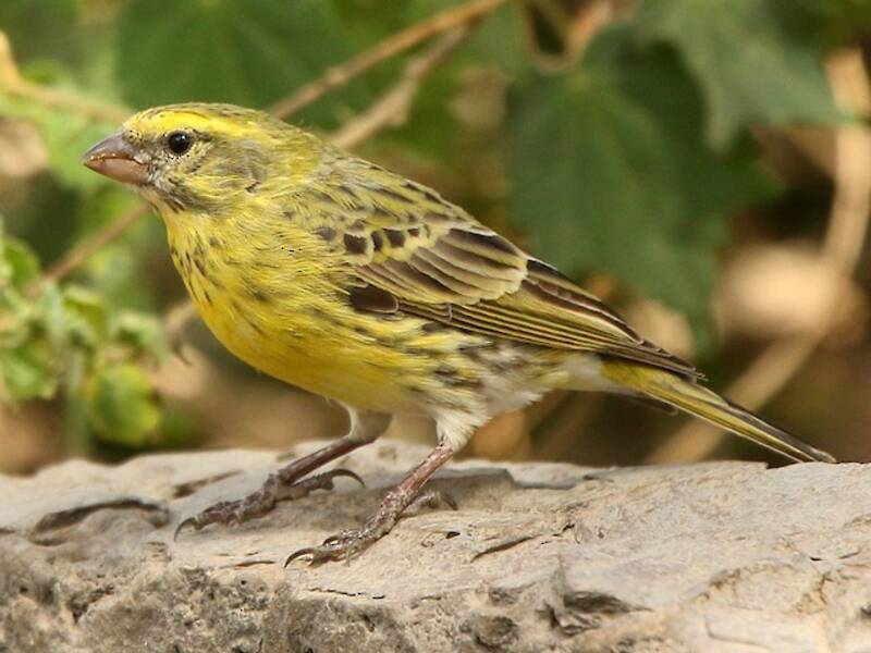 Canario ventriblanco, Fotos 2
