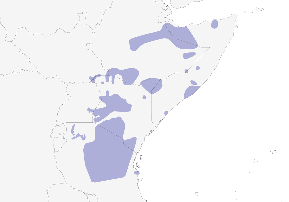Canario ventriblanco, Distribución 1