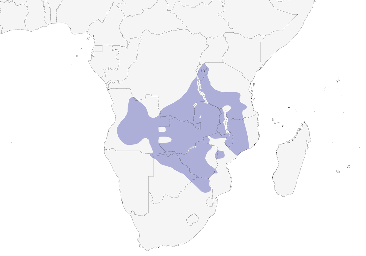 Colinegra de Arnot, Distribución 1