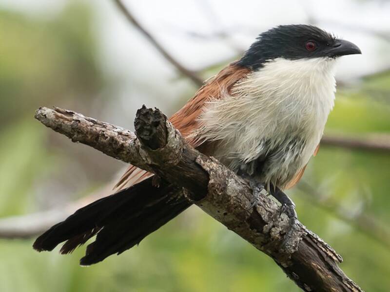 Coucal de Burchell, Photos 3