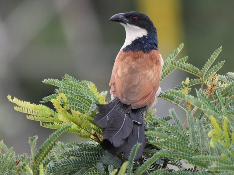 Coucal de Burchell, Photos 4