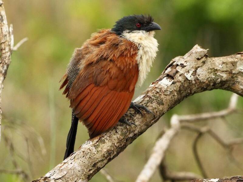 Coucal de Burchell
