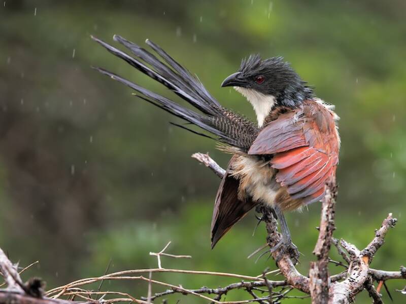 Coucal de Burchell, Photos 2