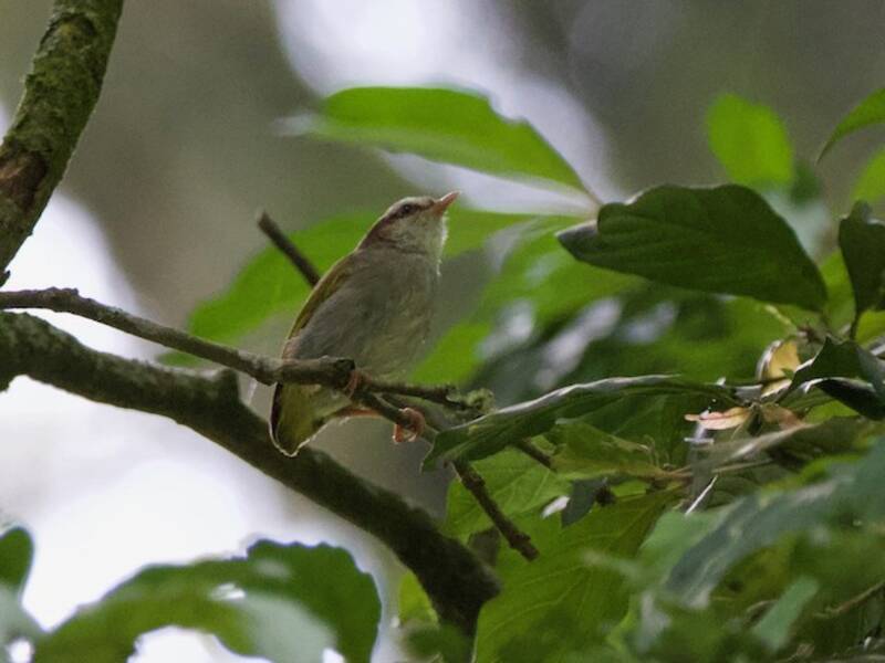 Crombec dalle sopracciglia bianche, Foto 4