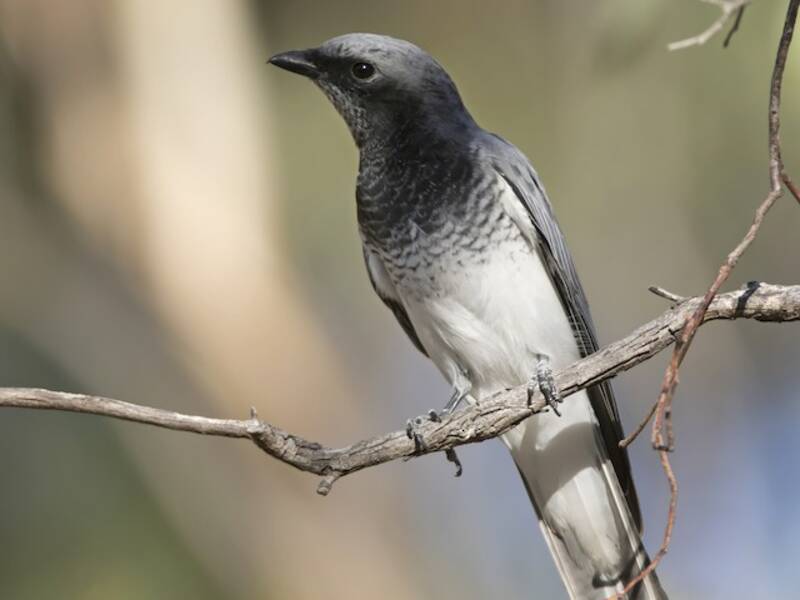 White-bellied Cuckooshrike (Coracina papuensis)