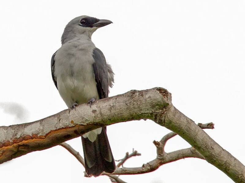 Manus Cuckooshrike, Photos 2