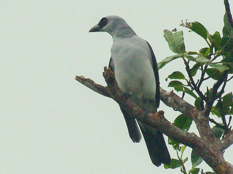 Manus Cuckooshrike, Photos 3