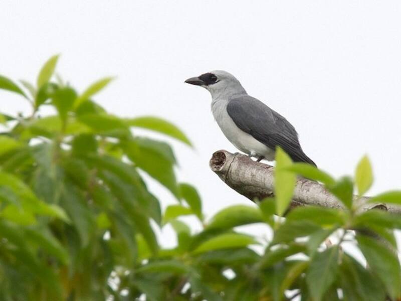 Manus Cuckooshrike, Photos 4