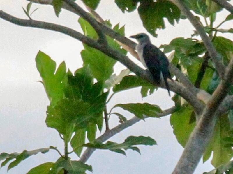 Manus Cuckooshrike, Photos 1